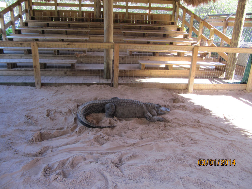 En Gator Park, cocodrilo ivernando