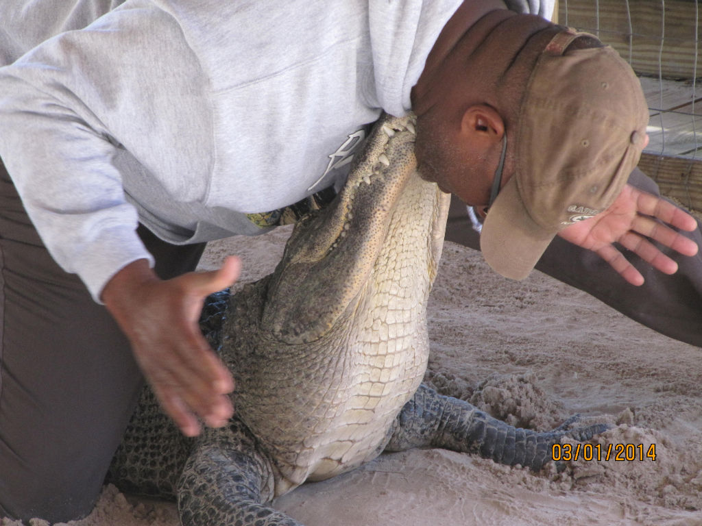 Show con el cocodrilo, Gator Park