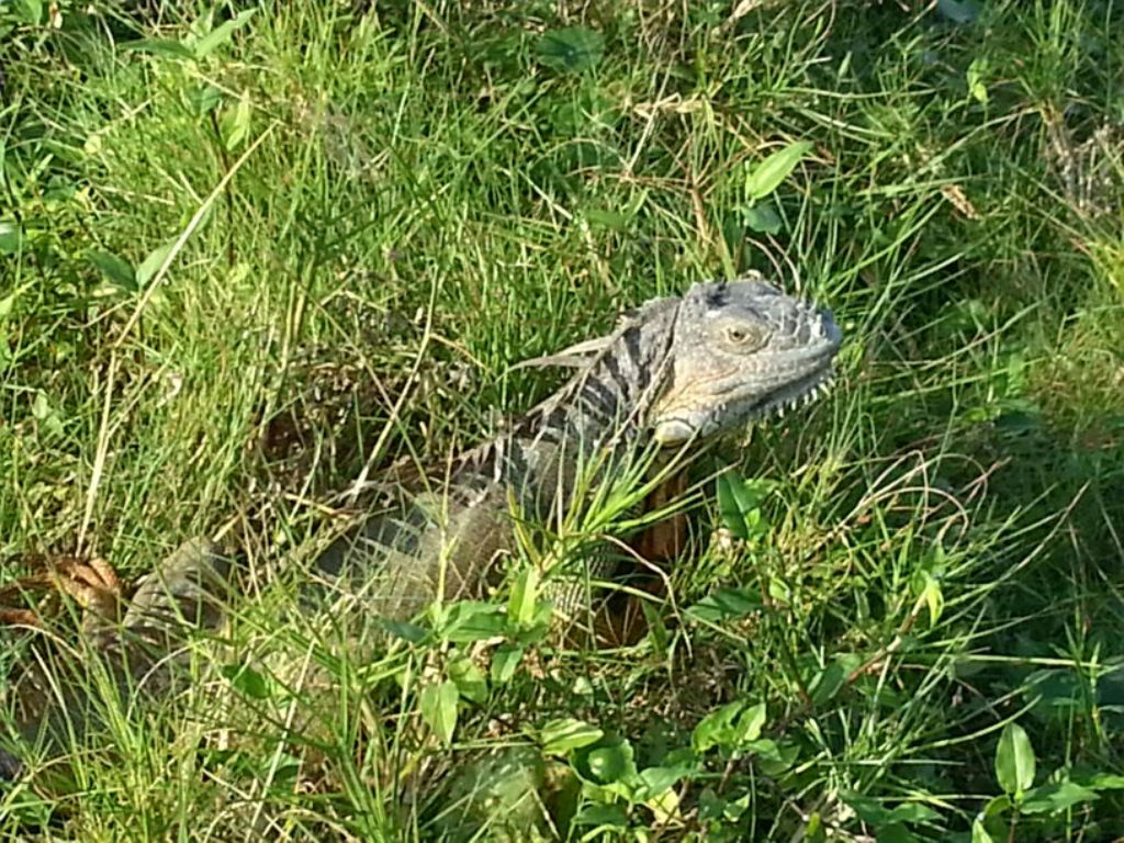 Iguanas paseando por el club de golf Miami Beach