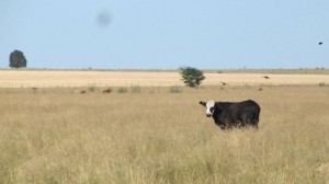 conversé con esta vaca en la ruta hacia Cabo Polonio, Uruguay